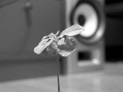 �R�[�q�[�̖�